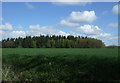 Crop field towards Rushbrooke Woods