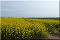 Rape fields