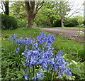 Bluebells on Southmeads Road in Oadby