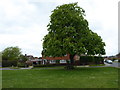 Horse chestnut tree on the village green