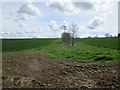 Field boundary near Stud Farm