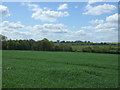 Crop field, Clay Hill