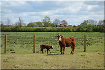 SU8376 : Cow & Calf by Des Blenkinsopp