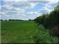 Crop field and hedgerow