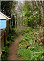 Track into Millrough Wood, Lydney