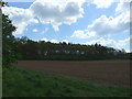 Field towards woodland, Sky Hall Hill