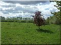 Young trees in grassland near Mayfields Farm