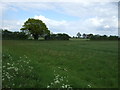 Grazing off Bromley Road