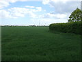 Crop field near Little Bromley