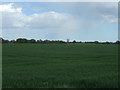 Crop field near Mulley