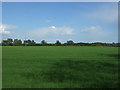 Crop field, Little Bentley