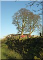 Trees at Banks Farm