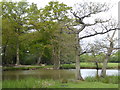 Pond near Edenbridge