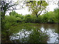 Pond in Edenbridge Millennium Wood