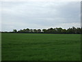 Crop field near Slough Farm