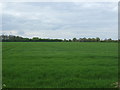 Crop field near Ball