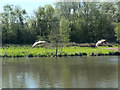 Canada Geese at Orrell Water Park