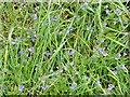 Germander Speedwell (Veronica chamaedrys)