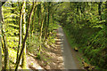 Cycleway above the River Plym