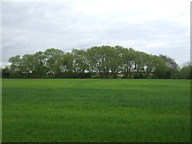 TM0723 : Crop field off Clacton Road by JThomas
