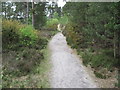 Path in Ashley Heath Forest