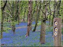 ST1583 : Signpost and bluebells, Coed y Wenallt, Cardiff by Robin Drayton