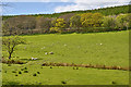 Valley above Llanafan