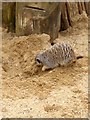 TM1459 : Burrowing Meerkat by Oliver Dixon