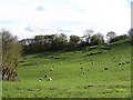 Sheep pasture, Kirby Knowle