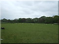 Grazing near the River Alne