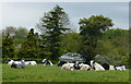 Cattle next to the Welford Road