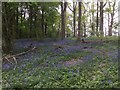 Chafers Copse Bluebells