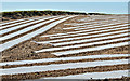 Crop under plastic, Ballylinney near Ballyclare (May 2017)