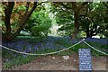 Emmetts Garden: Bluebell wood with a proviso