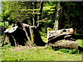 Tree stumps, Knockmany Forest