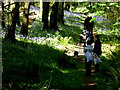 Visitors, Knockmany Forest