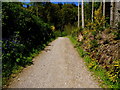 Forestry path, Knockmany Forest