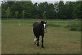 View of a horse in the Aldersbrook Riding School paddock in Wanstead Park