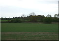 Crop field towards railway