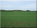 Crop field west of Maldon Road (B1018)