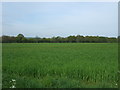 Crop field north of Langford 