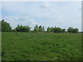 Grazing near Chigborough Farm