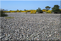 NJ3165 : Sea of Stones by Anne Burgess