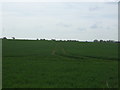 Crop field off Maldon Road (B1026)