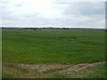 Crop field off Back Road