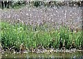 Reed bed