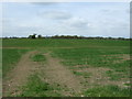 Crop field near Moor Farm