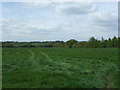 Grassland off Colchester Road (B1025)