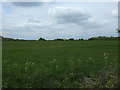 Grazing, Pete Tye Common