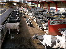 SD7012 : Inside the Cow Barn at Smithills Open Farm by David Dixon
